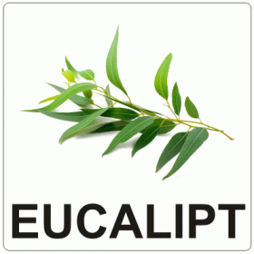 Aromă de Eucalipt