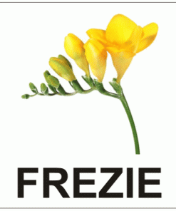 Aromă de Frezie