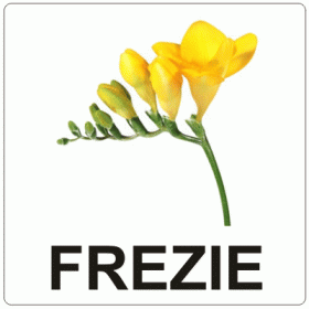 Aromă de Frezie