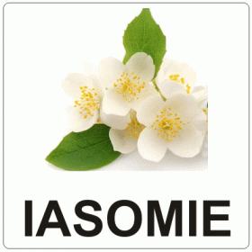 Aromă de Iasomie