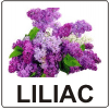 Aromă de Liliac