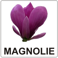 Aromă de Magnolie