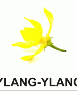 Aromă Ylang-Ylang