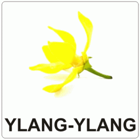 Aromă Ylang-Ylang