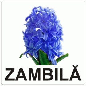 Aromă de Zambilă